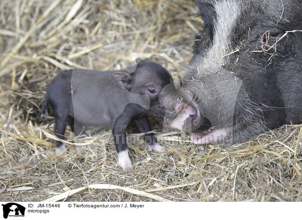 Minischweine / micropigs / JM-15446