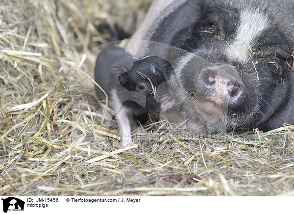 Minischweine / micropigs / JM-15456