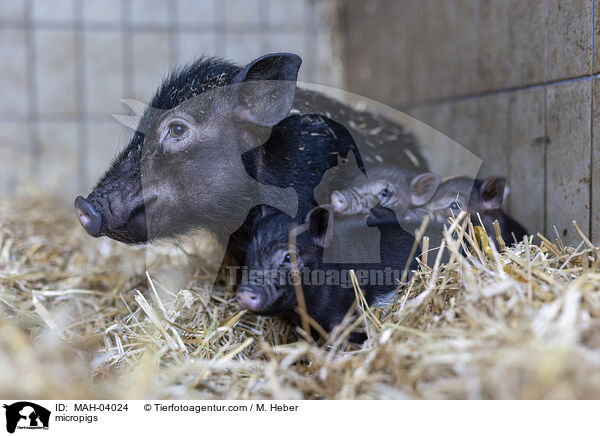 Minischweine / micropigs / MAH-04024