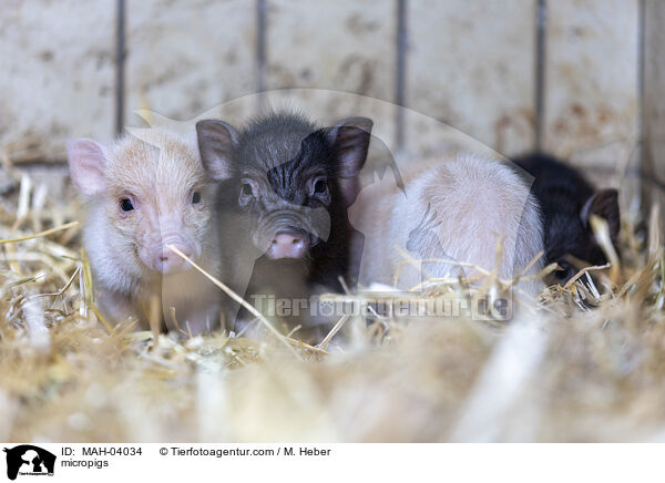 Minischweine / micropigs / MAH-04034
