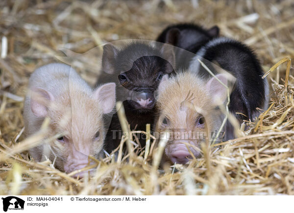 Minischweine / micropigs / MAH-04041