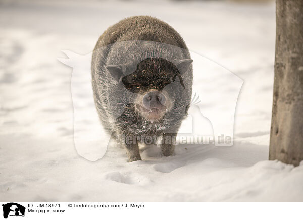 Mini pig in snow / JM-18971