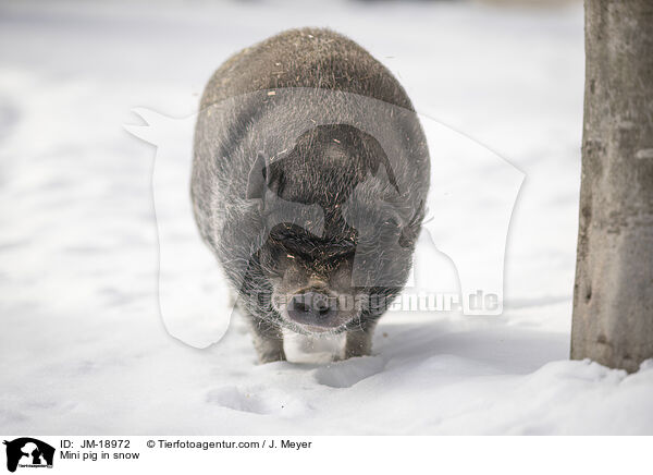 Minischwein im Schnee / Mini pig in snow / JM-18972