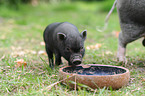 young miniature pig