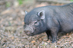 young miniature pig