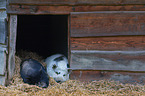 miniature pigs