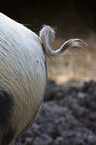 miniature pig tail
