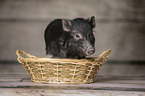 young micropig