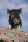 young micropig