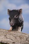 young micropig