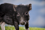 young micropig