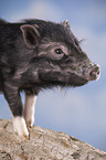 young micropig