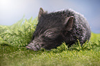 young micropig