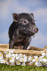 young micropig