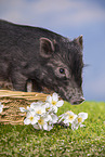 young micropig