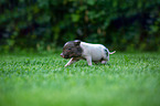 running Mini Pig