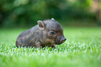 sitting Mini Pig