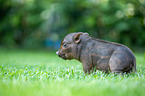 sitting Mini Pig