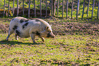 micropig