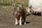 Mini Pig