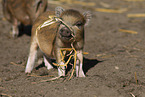 Mini pig piglet