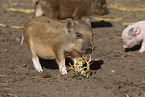 Mini pig piglet