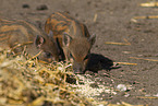 Mini pig piglet