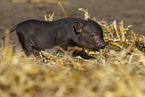 Mini pig piglet