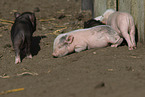 Mini pig piglet