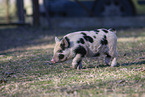 Mini pig piglet