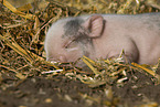 Mini pig piglet