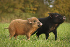 2 Minipig piglets