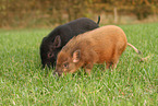 2 Minipig piglets