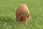 Minipig piglet