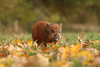 Minipig piglet