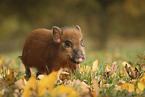 Minipig piglet