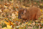 Minipig piglet