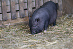 micropig piglet