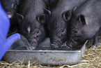 micropig piglets