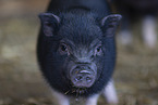 micropig piglet