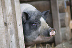 micropig