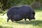 mini pot-bellied pig