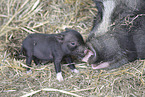 micropigs