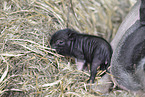 micropigs