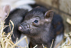 micropigs