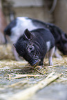 micropigs