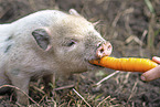 piglet