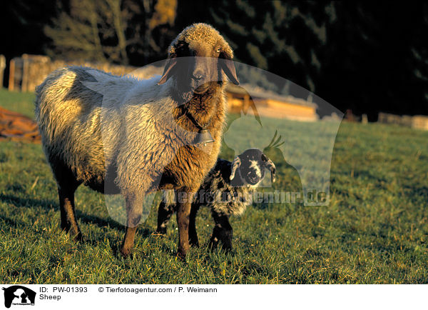 Bergschaf / Sheep / PW-01393