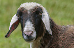 Mountain Sheep portrait