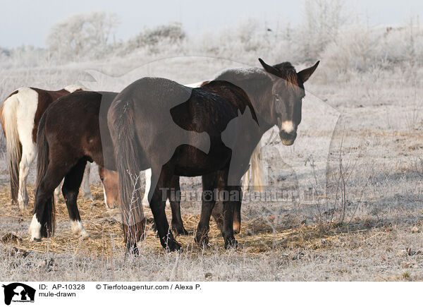 Maultier / mule-drawn / AP-10328